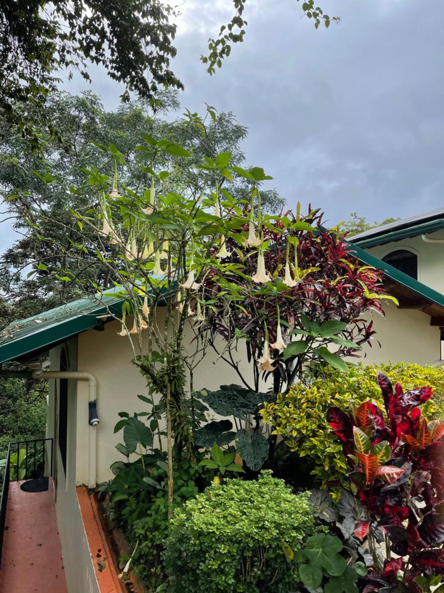 Mango Tree Villas Coronado 外观 照片